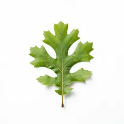 Pin oak