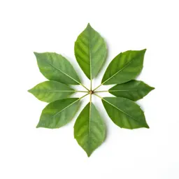 Pipal