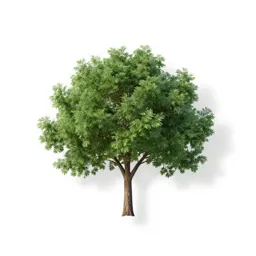 Portia tree