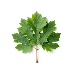 Rain tree