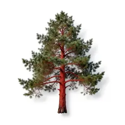 Red alder