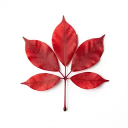 Red beech