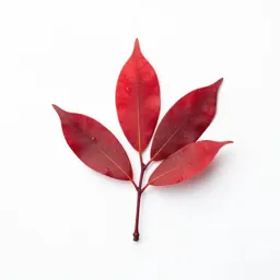Red gum