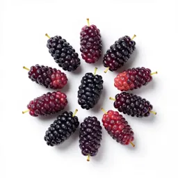 Red mulberry
