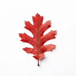 Red oak