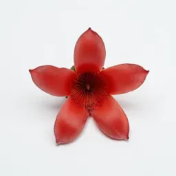Red silk-cotton tree