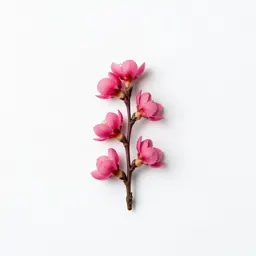 Redbud