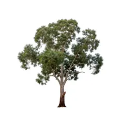 River red gum