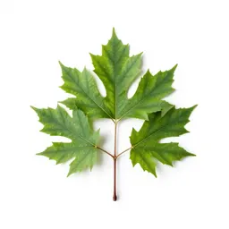 Rock elm