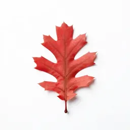 Scarlet oak