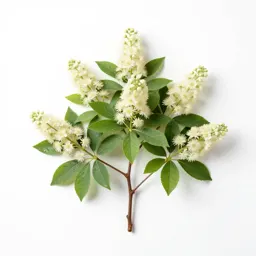Scrub beefwood