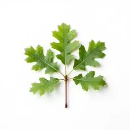 Scrub oak