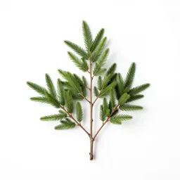 Seaside alder
