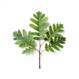 She-oak