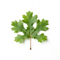Shingle oak