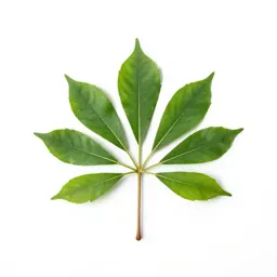 Silk tree