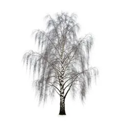 Silver birch