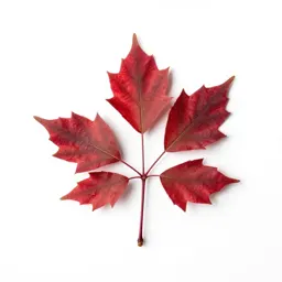 Slippery elm