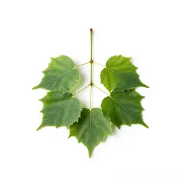 Small-leaved linden