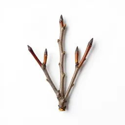 Smooth alder