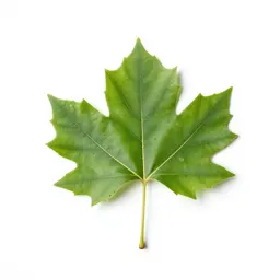 Smooth-leaved elm