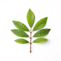 Southern beech