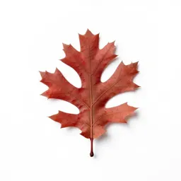 Southern red oak