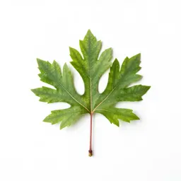 Speckled alder