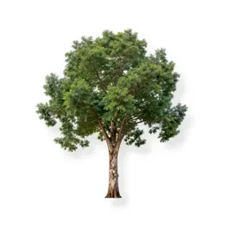 Spotted gum