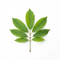 Sterculia