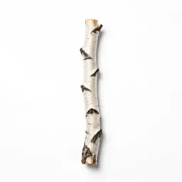 Swamp birch