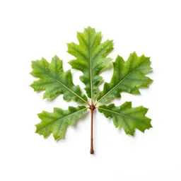 Swamp chestnut oak