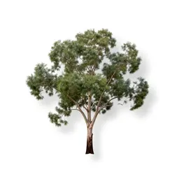 Swamp gum
