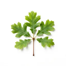 Swamp white oak