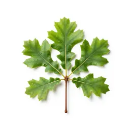 Tanbark oak