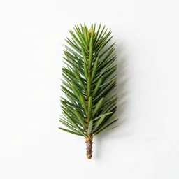 Textile screw pine