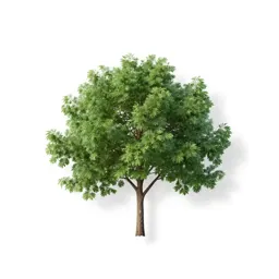 Tolu tree