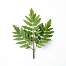 Toothbrush tree