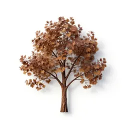 Tulipwood tree