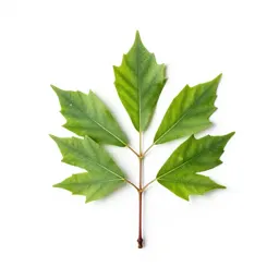 Water elm