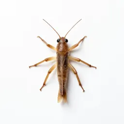 Water locust