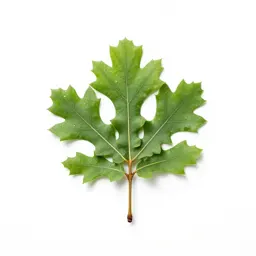 Water oak