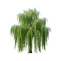 Weeping beech
