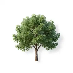 Wheel tree