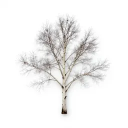 White alder