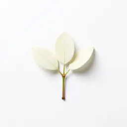 White mangrove
