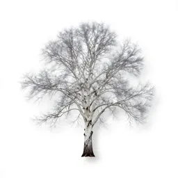 White mountain ash