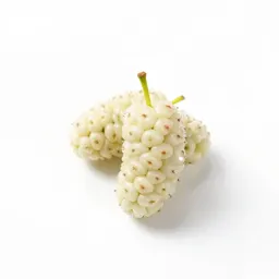 White mulberry