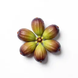 Wild fig