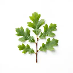 Willow oak